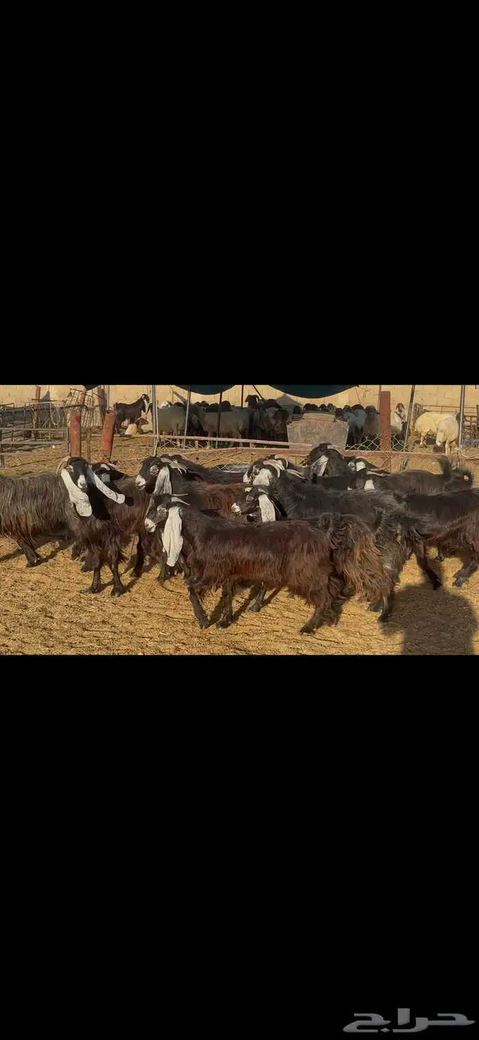 معزا عوارض فاخره . 7