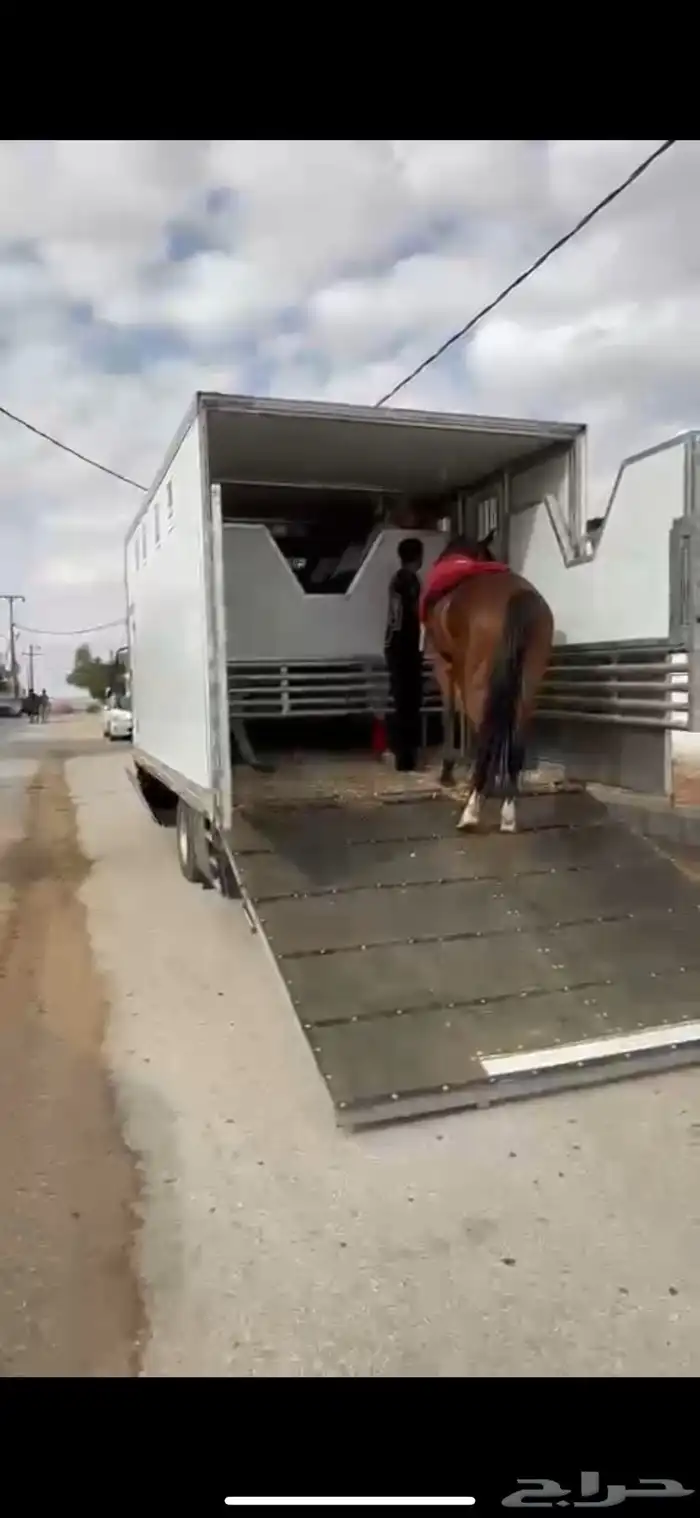 عربة خيل 6 روس دينا نقل خيل 6 روس نقل خيول 1