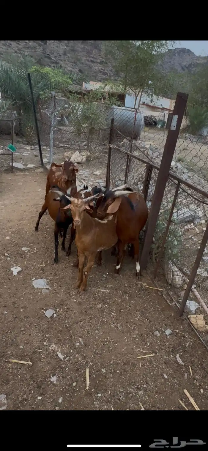 سبع تيوس عارضيه واحد ثني وسته جذعان 5