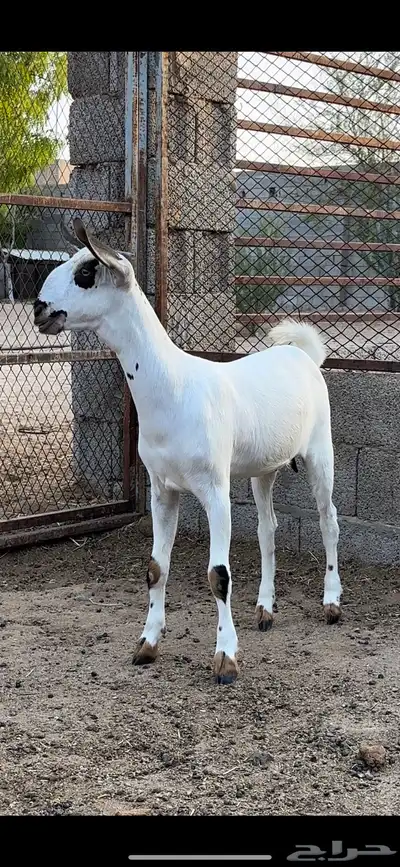 جفره صنف الصنف فاخره index