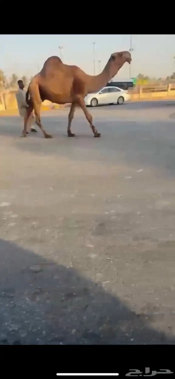 للبيع البعير الكفو المنتج 0