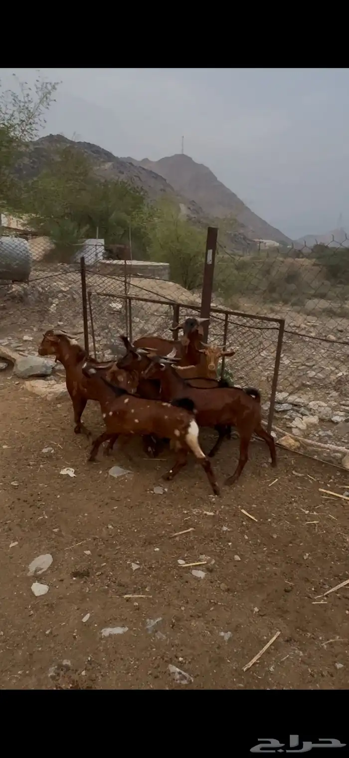 سبع تيوس عارضيه واحد ثني وسته جذعان 0