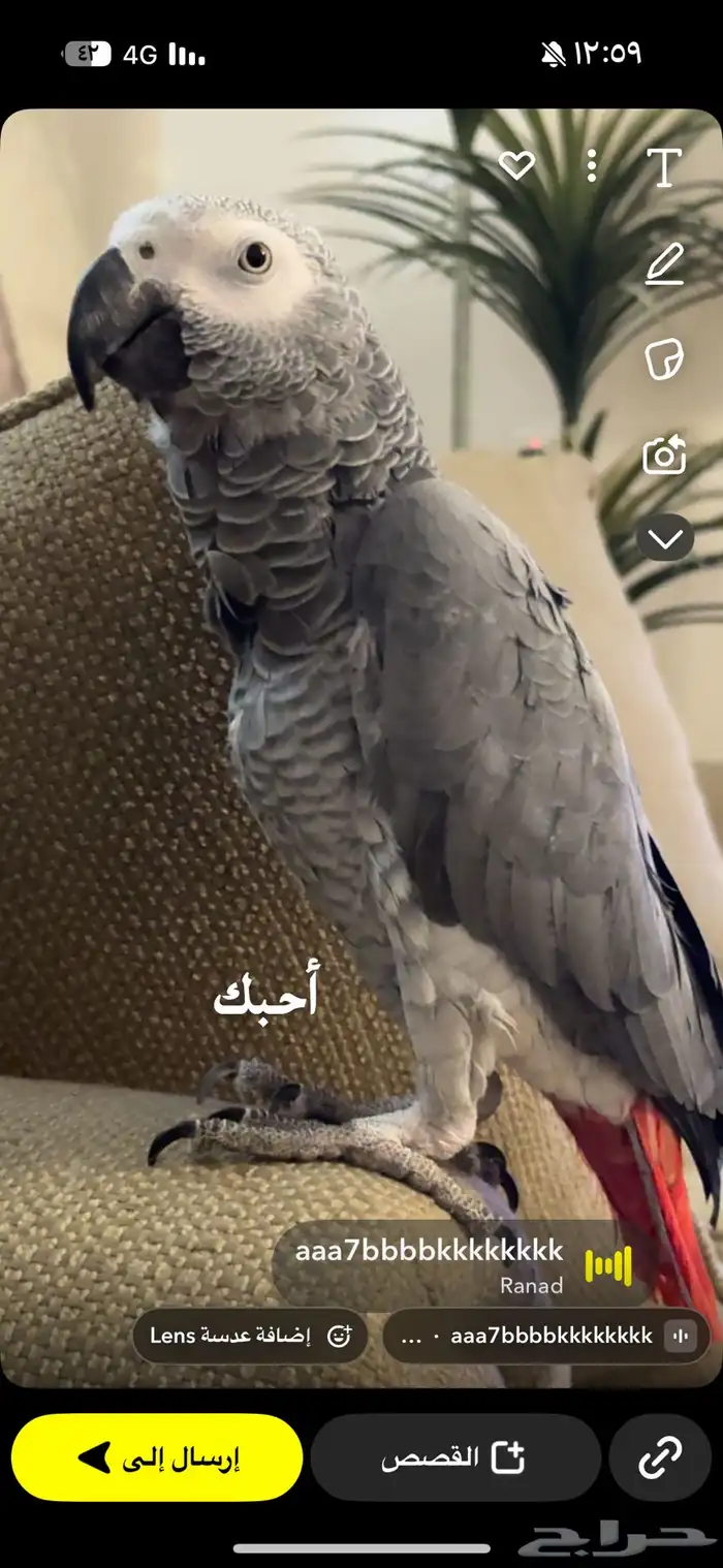 ببغاء كاسكو ضايع مني. الرياض حي الشفا. حي بدر 2