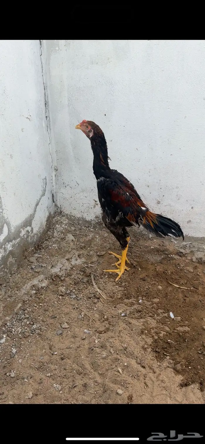 دجاج شامو ياباني 7