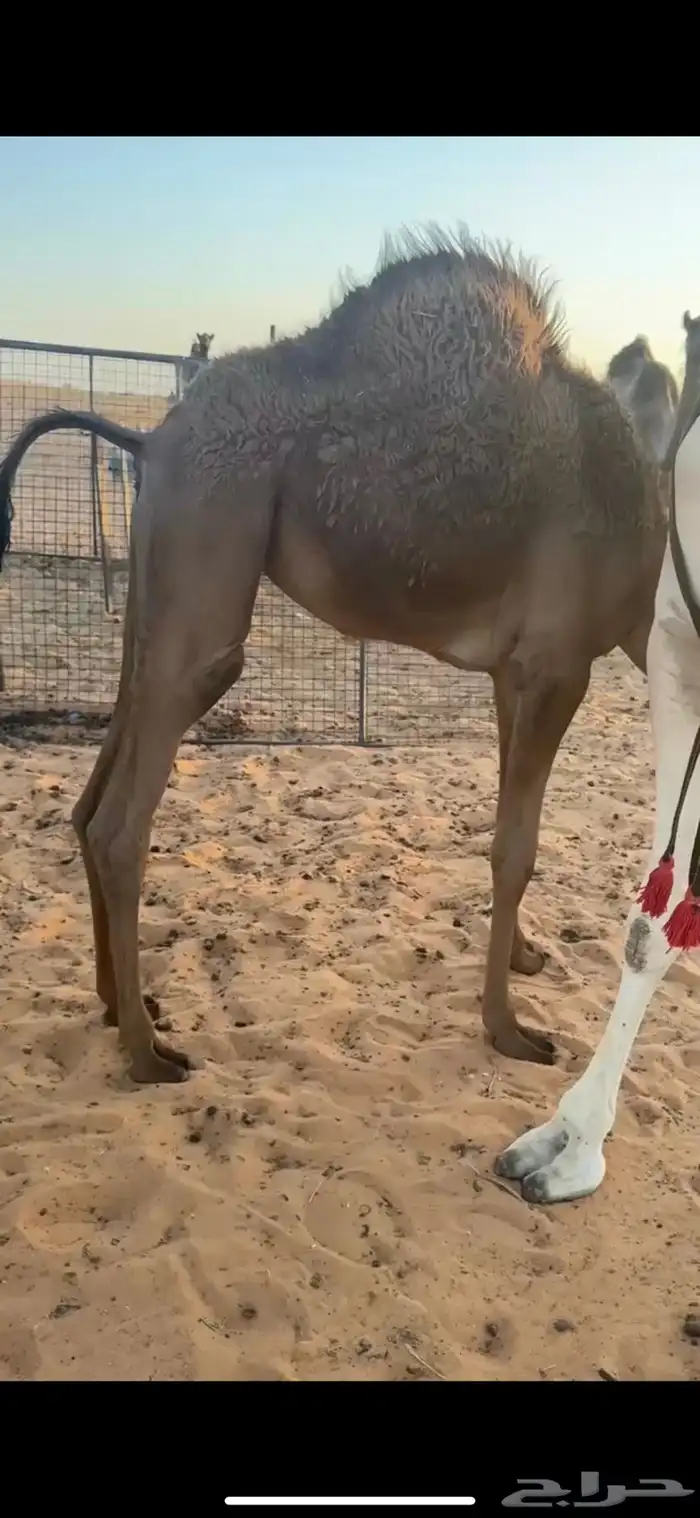 حشوان للبيع على لبن اماتهم 0