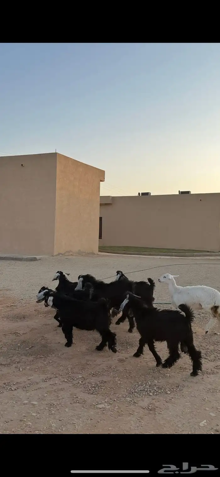 معزا عوارض 3