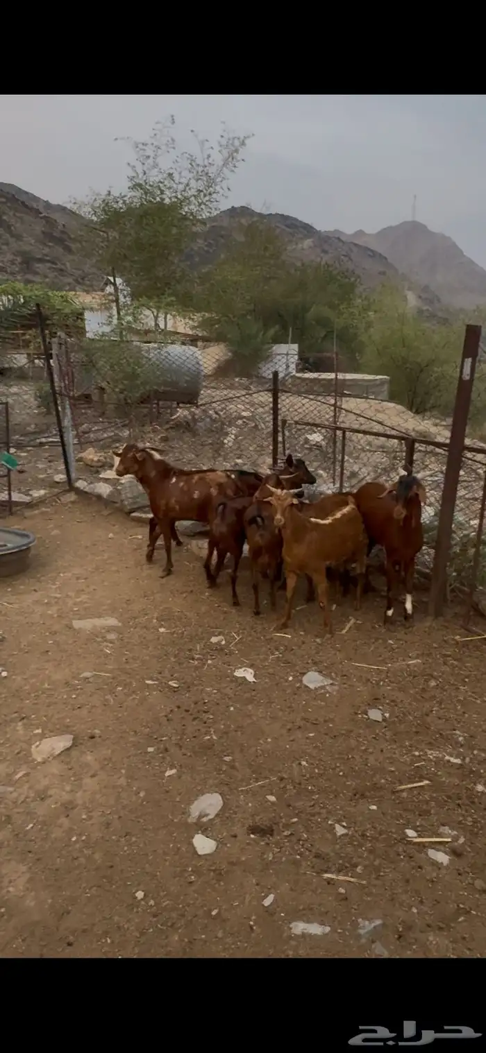 سبع تيوس عارضيه واحد ثني وسته جذعان 1