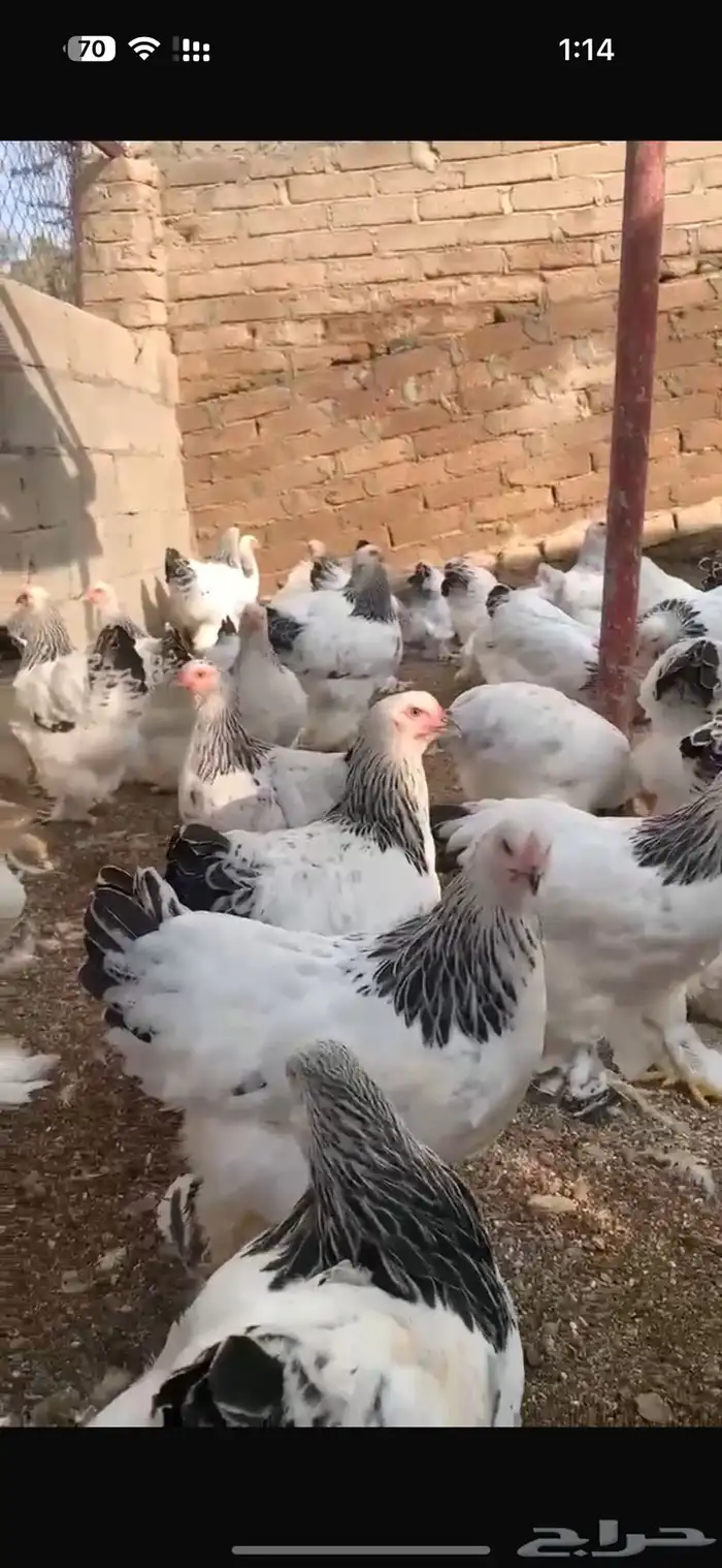 وصل البراهما الكولمبي الفاخر 1