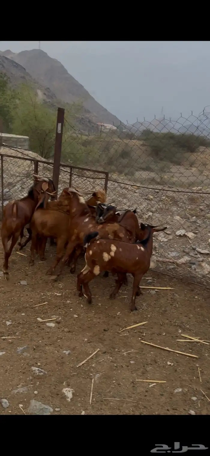 سبع تيوس عارضيه واحد ثني وسته جذعان 2
