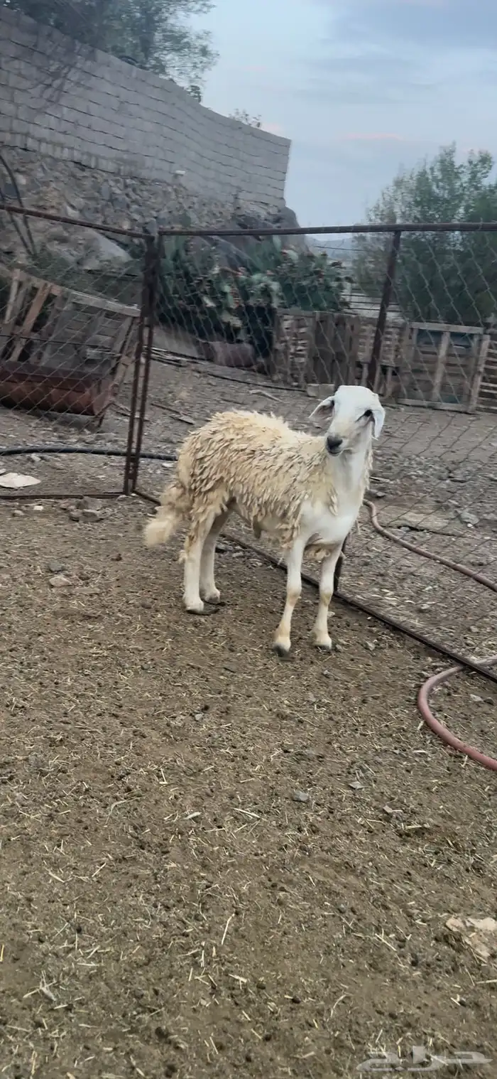 طلي سميان فل شحم ولحم 1