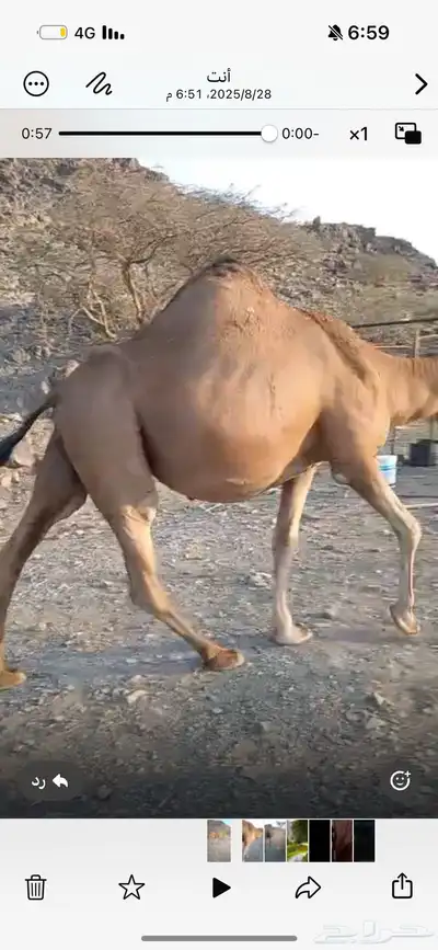 ناقه حمرى ملاقي باقي لها حول الشهر وتنتج index