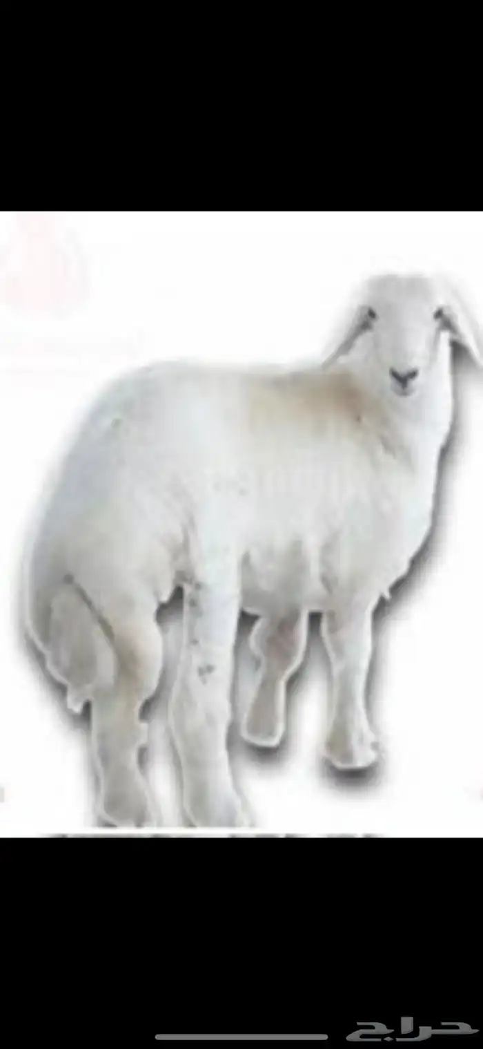 للبيع ذبايح هرافى من انتاج المزرعه تفريد 0