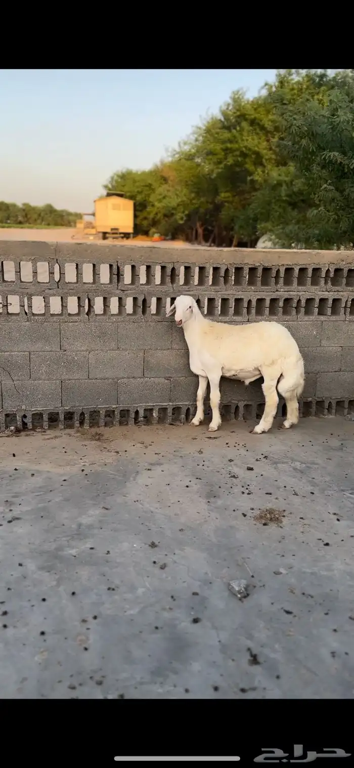 مشروع فحل 2