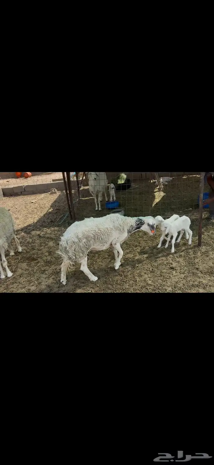 للبيع دواغير.رخال العدد 2 1