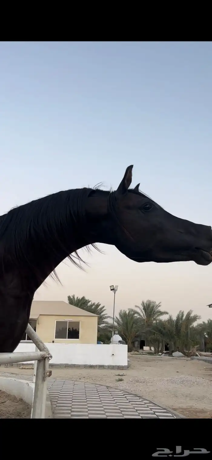 حصان اسود واهو 0