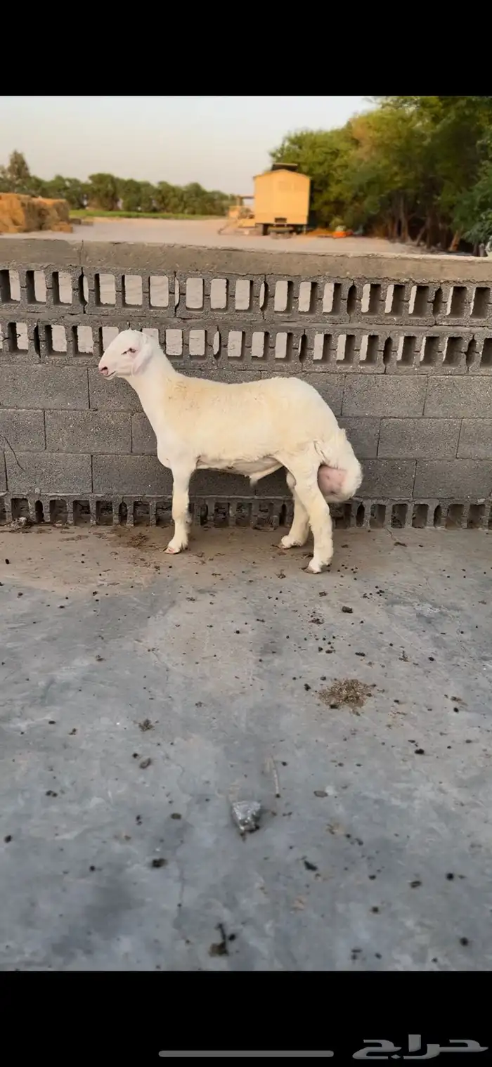 مشروع فحل 1