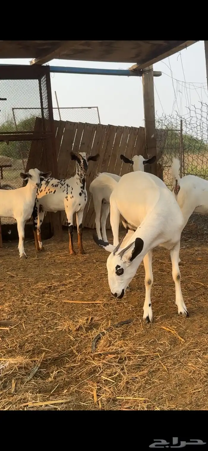 للبيع جفار بيشيه العدد   12 4