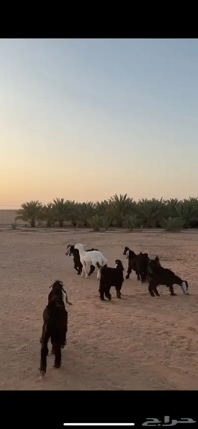 معزا عوارض index