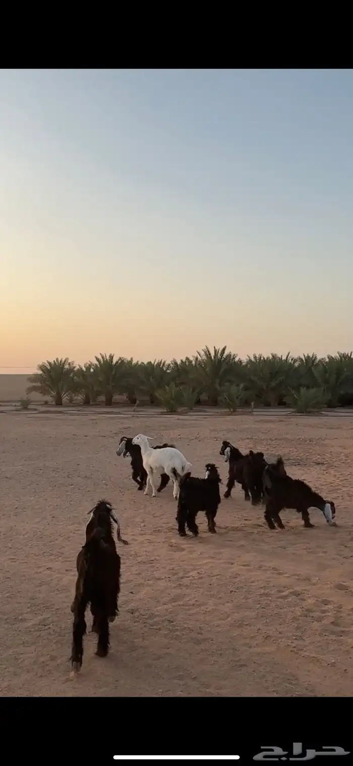 معزا عوارض 2