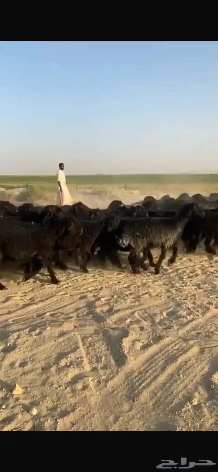 غنم عرب العدد 52 بالفحل اشباب وطيبه امراح واحد 4