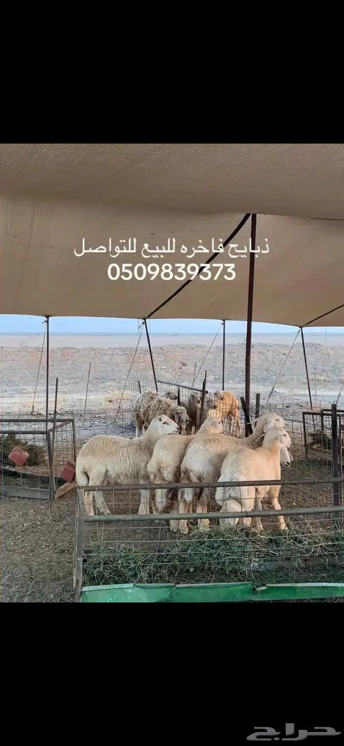 غنم للبيع 3