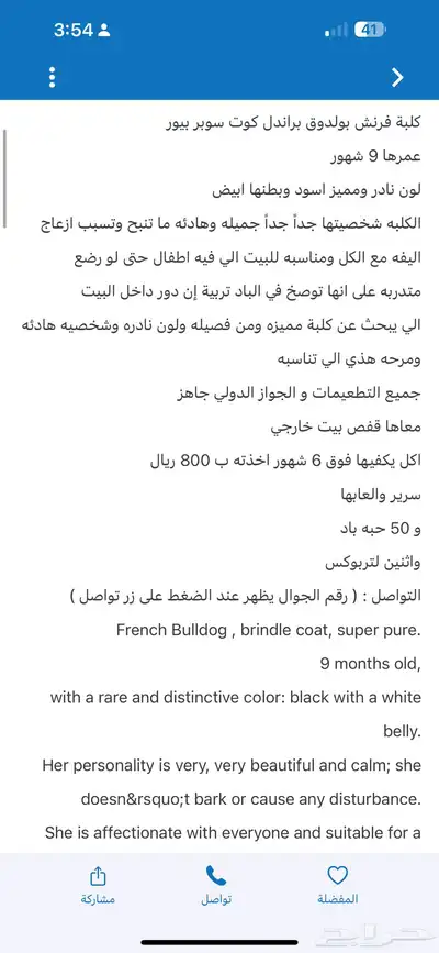 كلب فرنش بولدق index