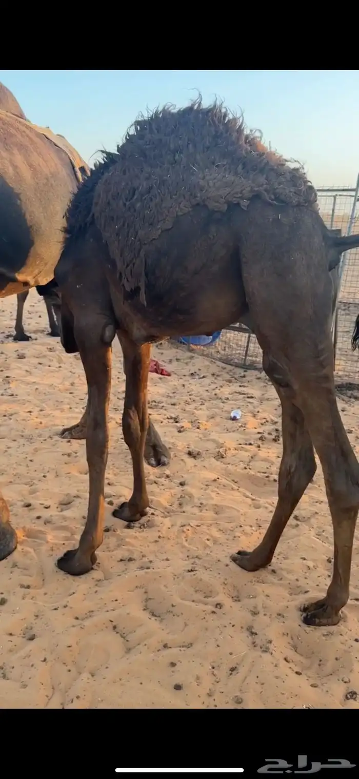 حشوان للبيع على لبن اماتهم 1