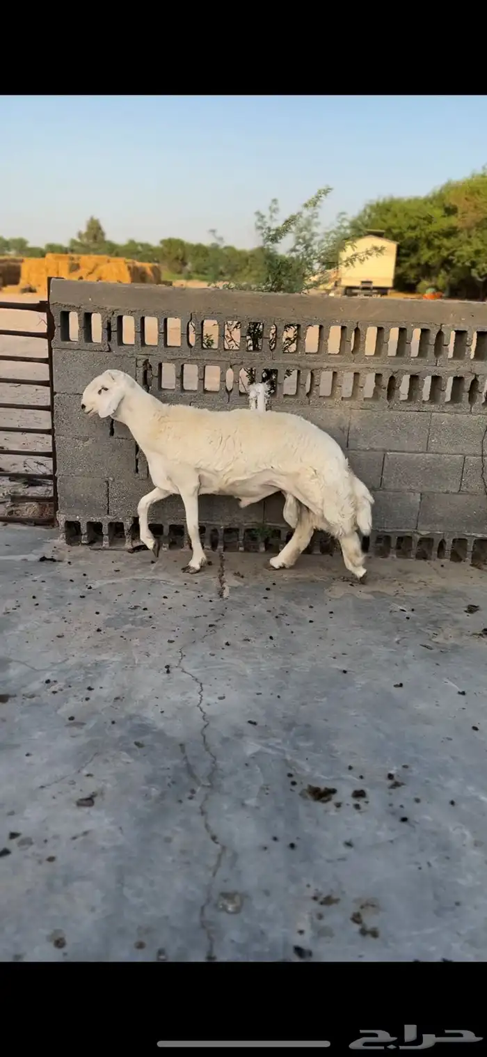 مشروع فحل 0