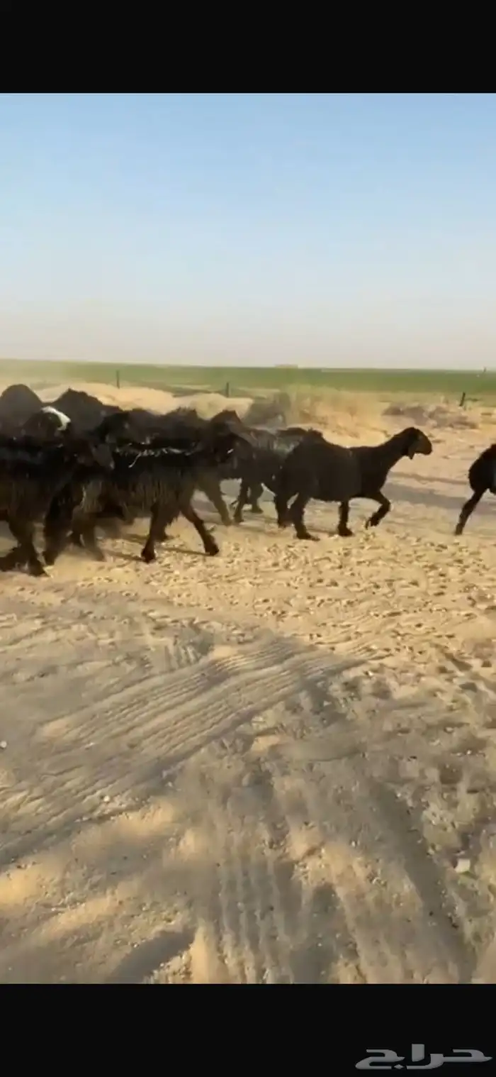 غنم عرب العدد 52 بالفحل اشباب وطيبه امراح واحد 3