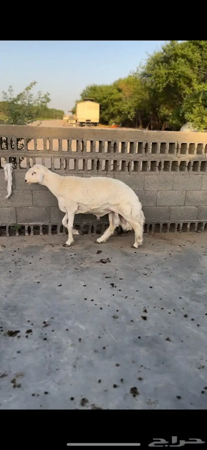 مشروع فحل 2