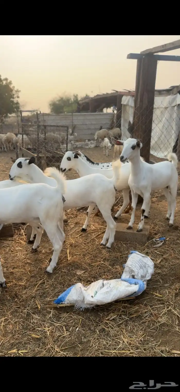 للبيع جفار بيشيه العدد   12 0
