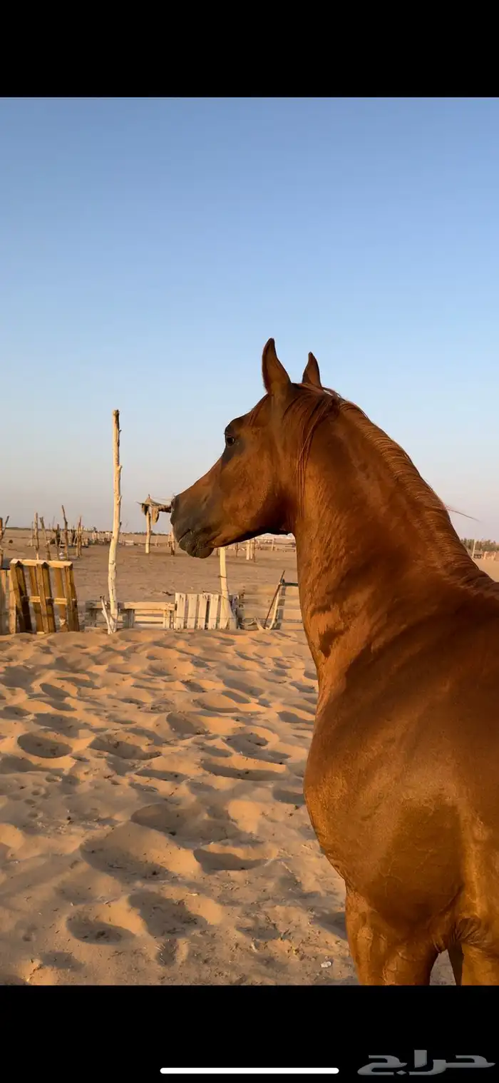 حصان شعبي 5