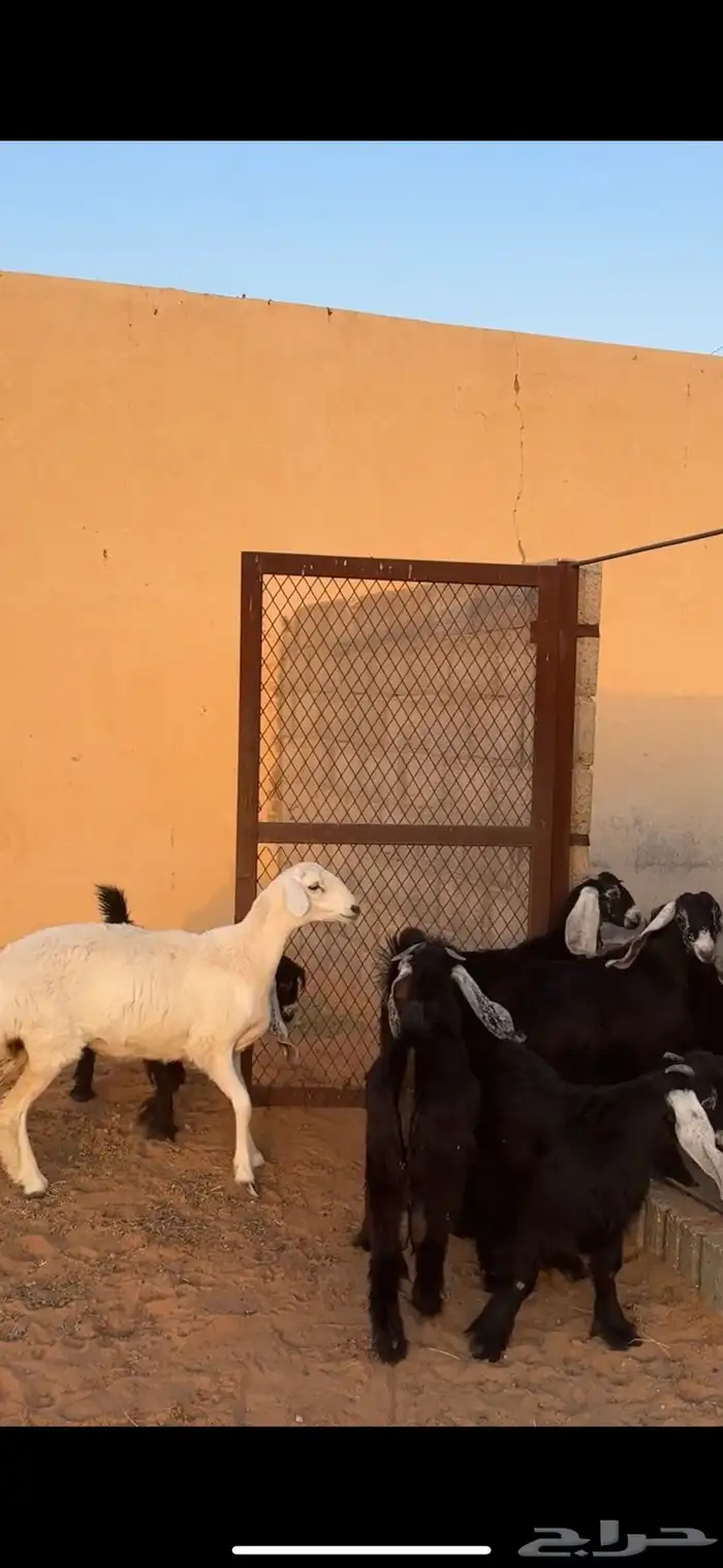 معزا عوارض 4