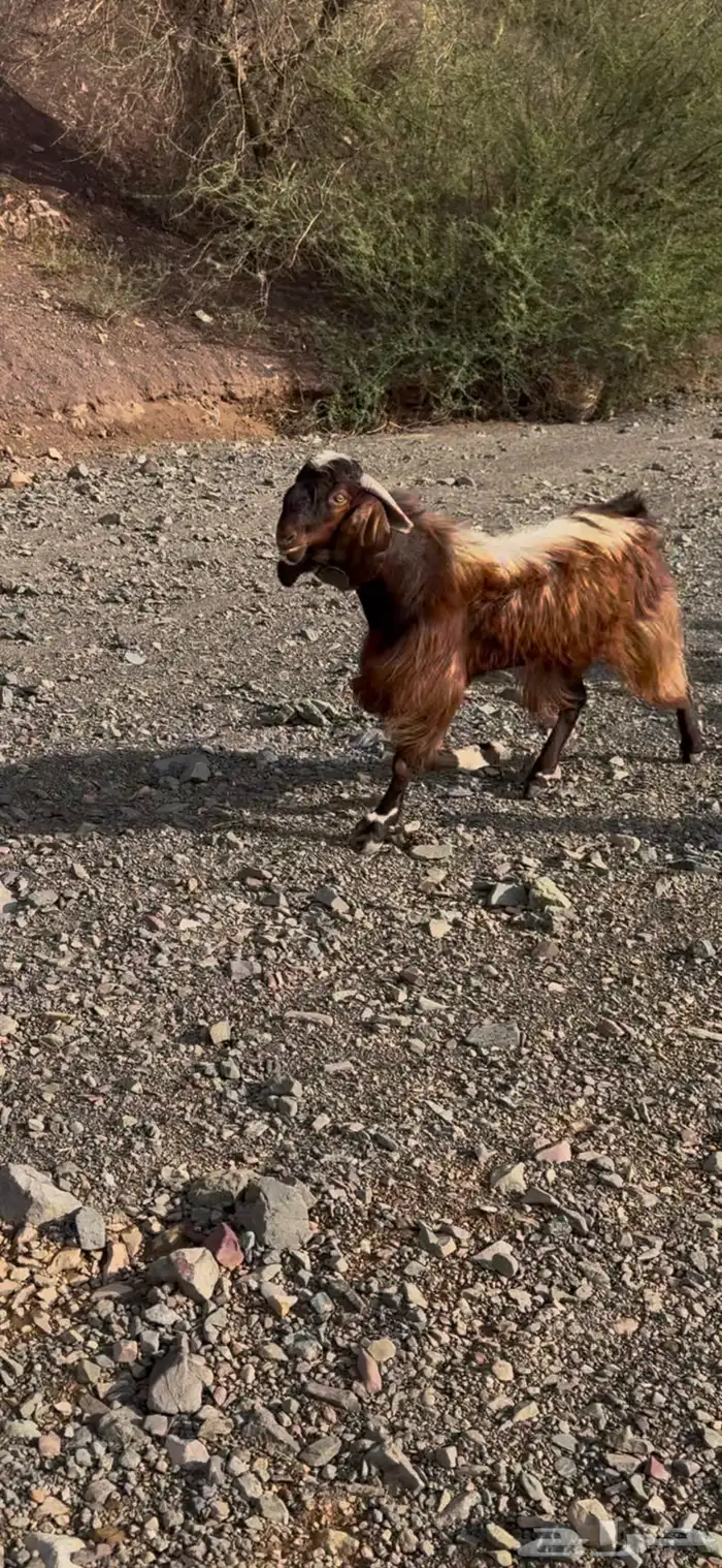 تيس فحل 2