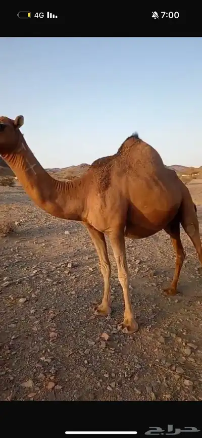 ناقه حمرى ملاقي باقي لها حول الشهر وتنتج index
