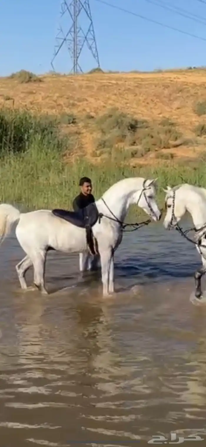 حصان شيخ للبيع 4