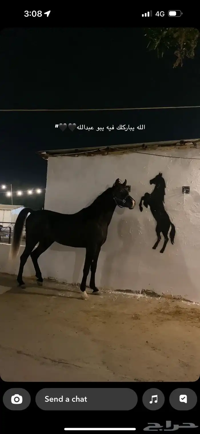 حصان اسود واهو 1