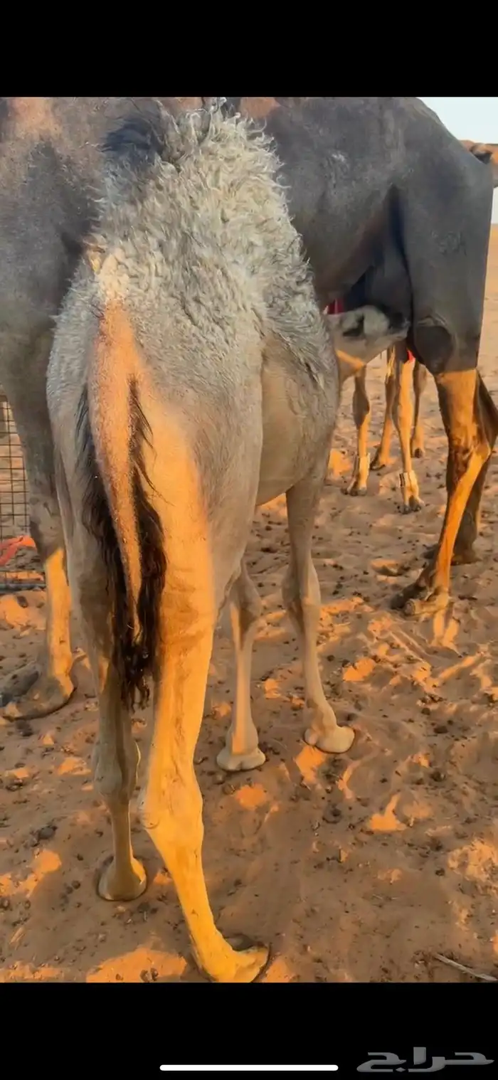 حشوان للبيع على لبن اماتهم 2