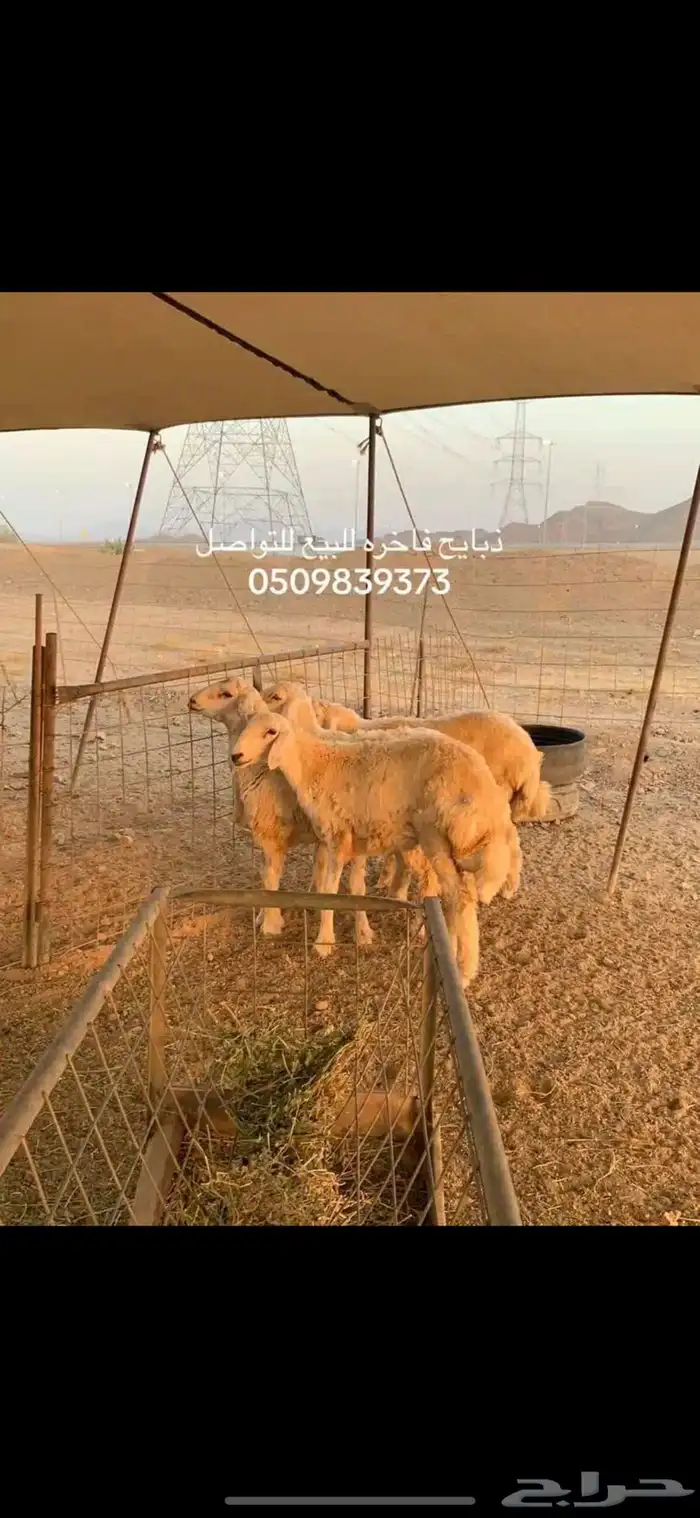غنم للبيع 0