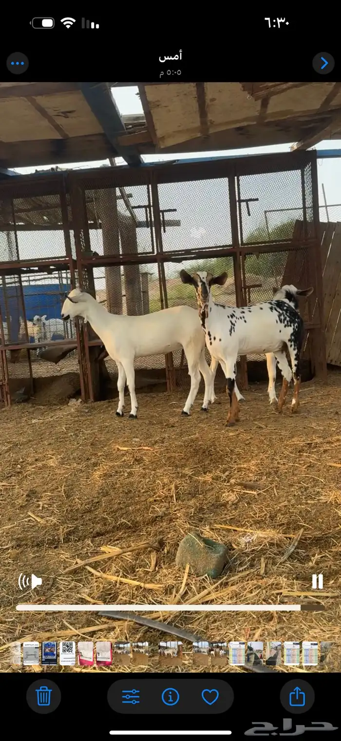 للبيع جفار بيشيه العدد   12 2