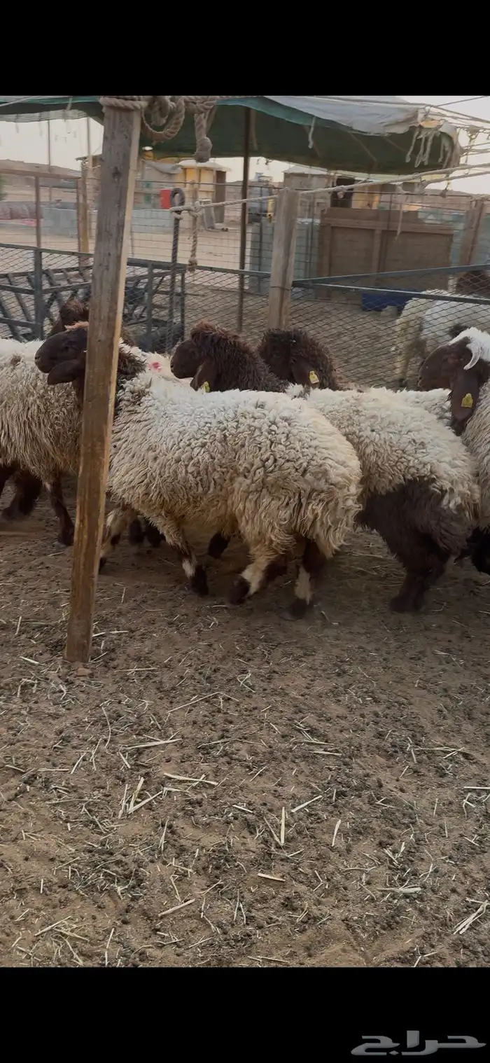 ذبابح خرفان ورخال بلدي 1