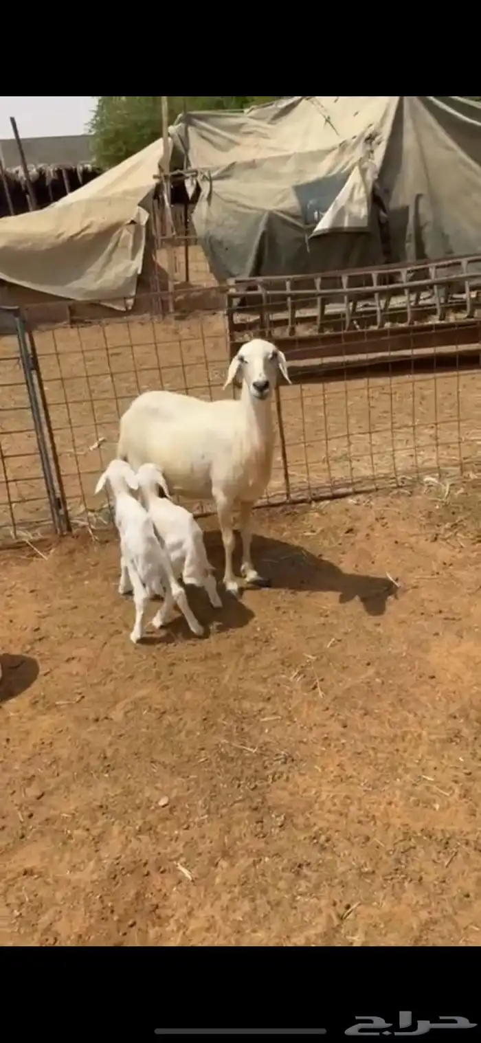 حريه معها ثنين تم البيع 0