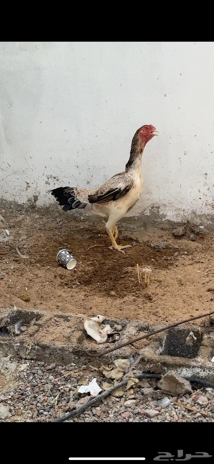 دجاج شامو ياباني 5