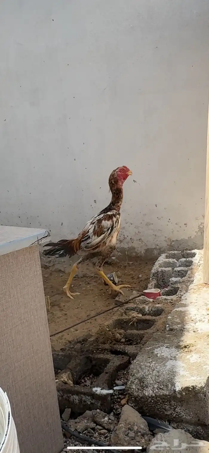 دجاج شامو ياباني 6