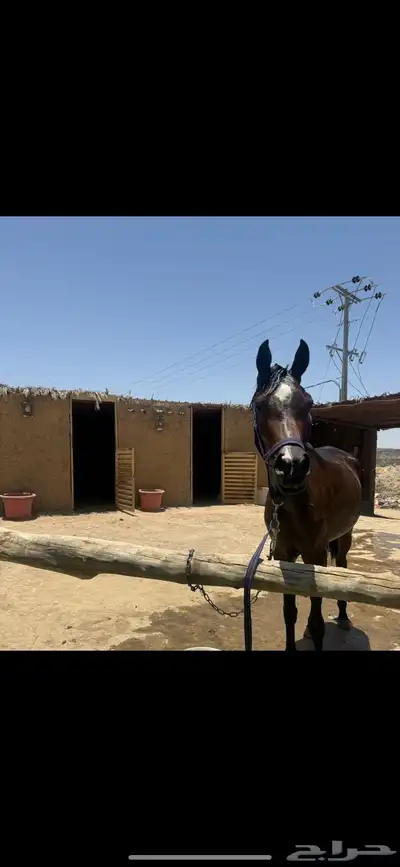 مهره عربيه للبيع 0
