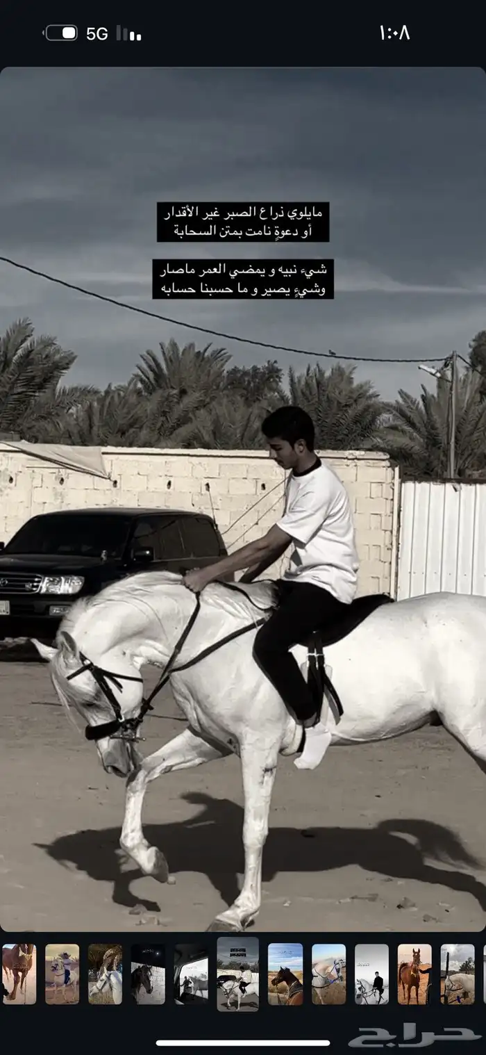 حصان شيخ للبيع 1