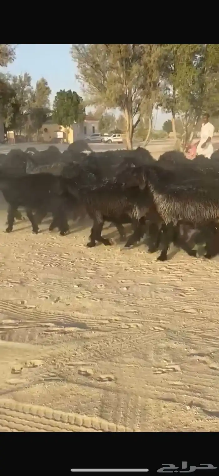غنم عرب العدد 52 بالفحل اشباب وطيبه امراح واحد 0