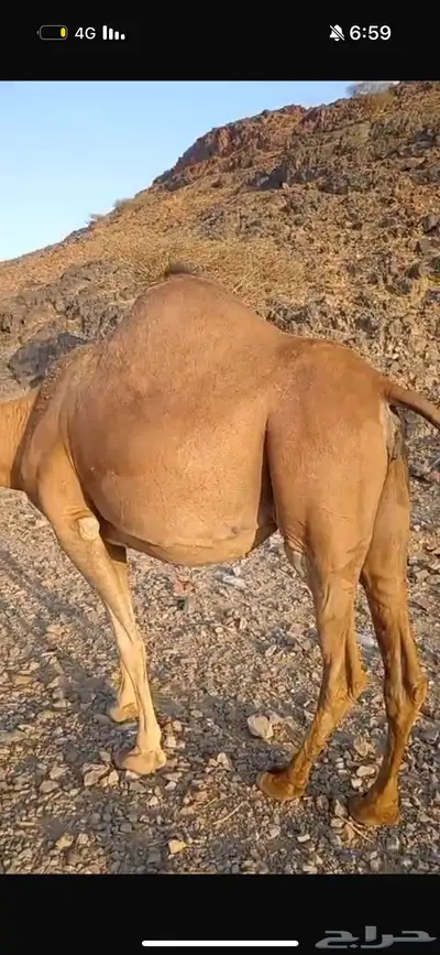 ناقه حمرى ملاقي باقي لها حول الشهر وتنتج index