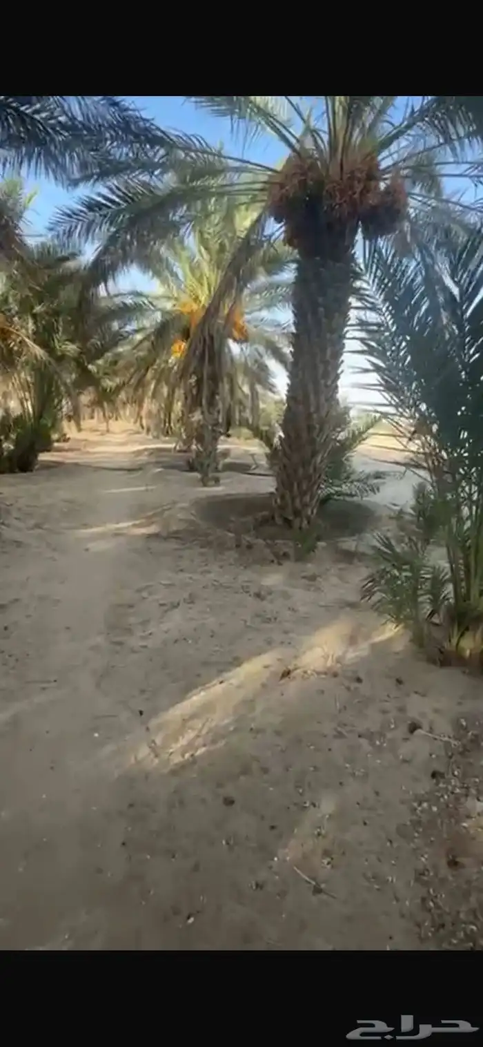 نخل للبيع بالكامل في بيشه عقيلان او الايجار 2