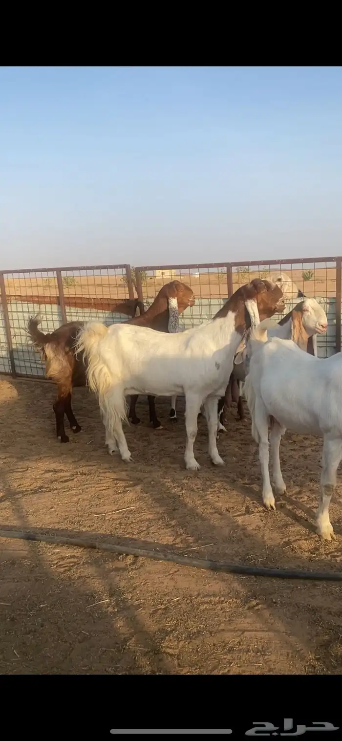 معزا جروم فواااخر ونوادر ارتفاع هايل .. 2